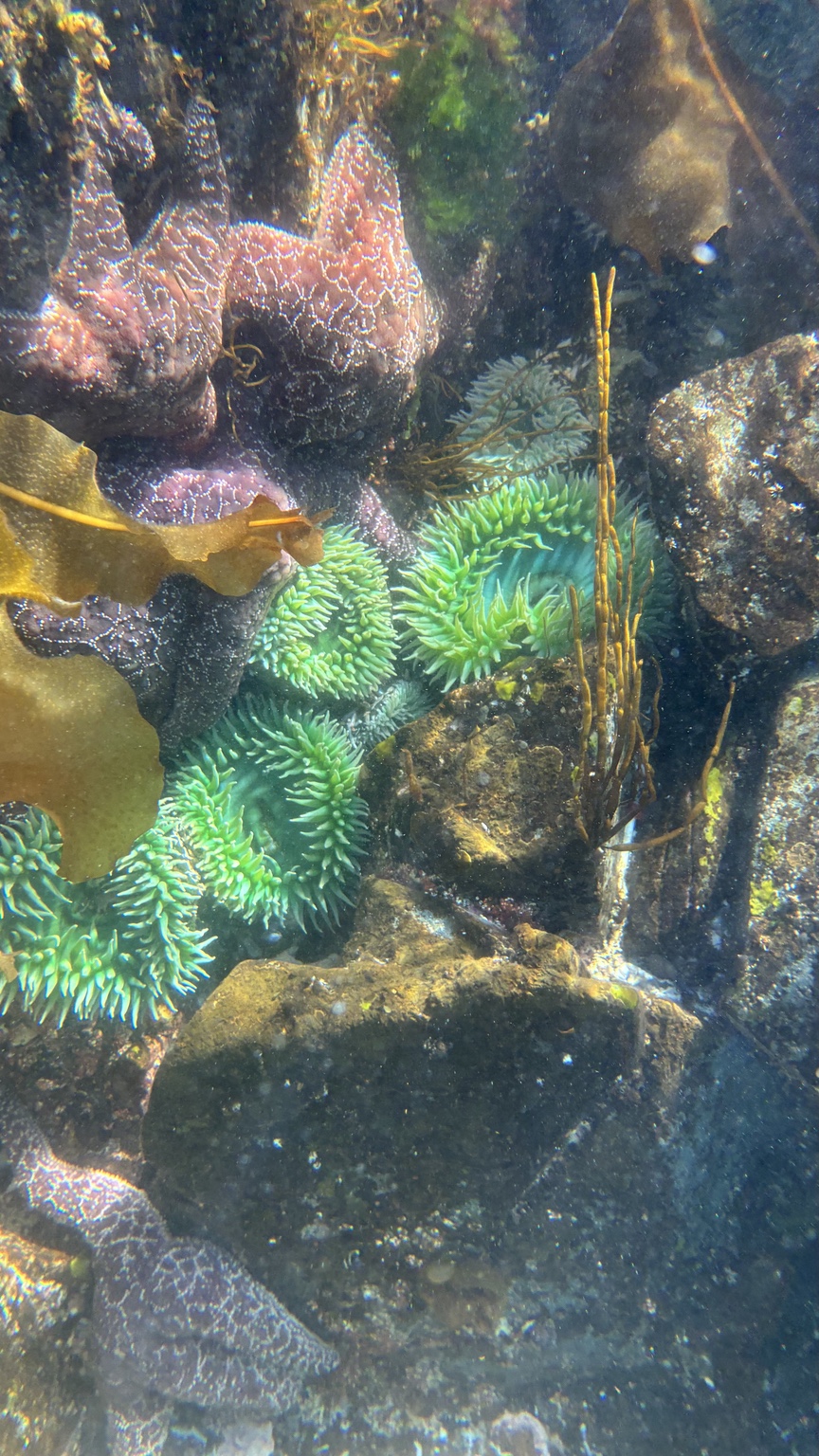 Green sea anemones and purple sea stars among underwater rocks and kelp