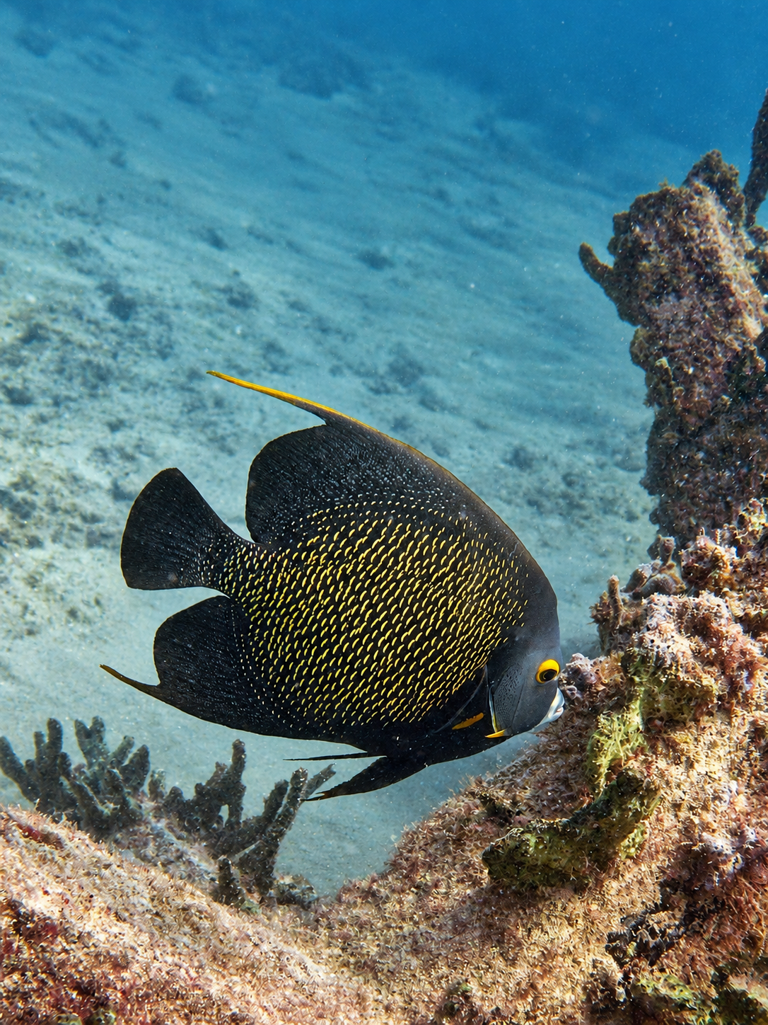 A dark angelfish with gold markings beside the reef