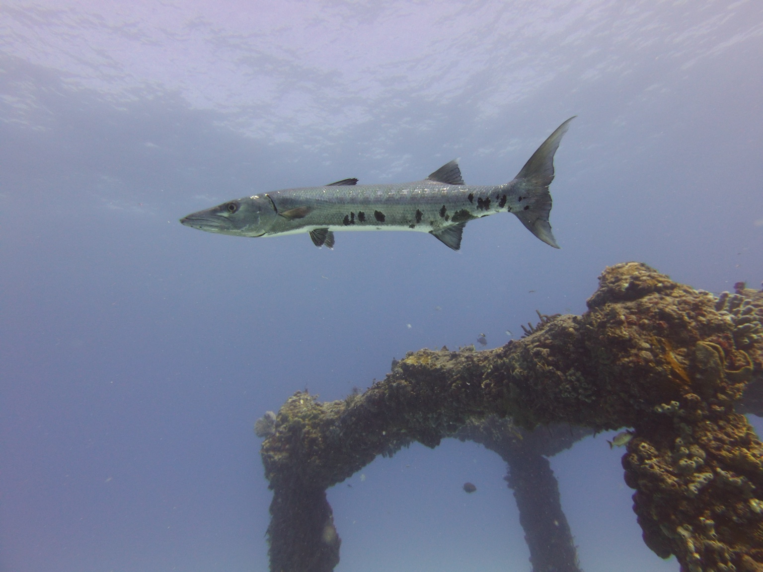 A long silver fish above an underwater wreck