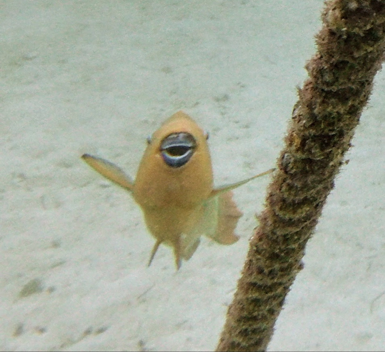 A golden fish facing the camera beside an underwater piling