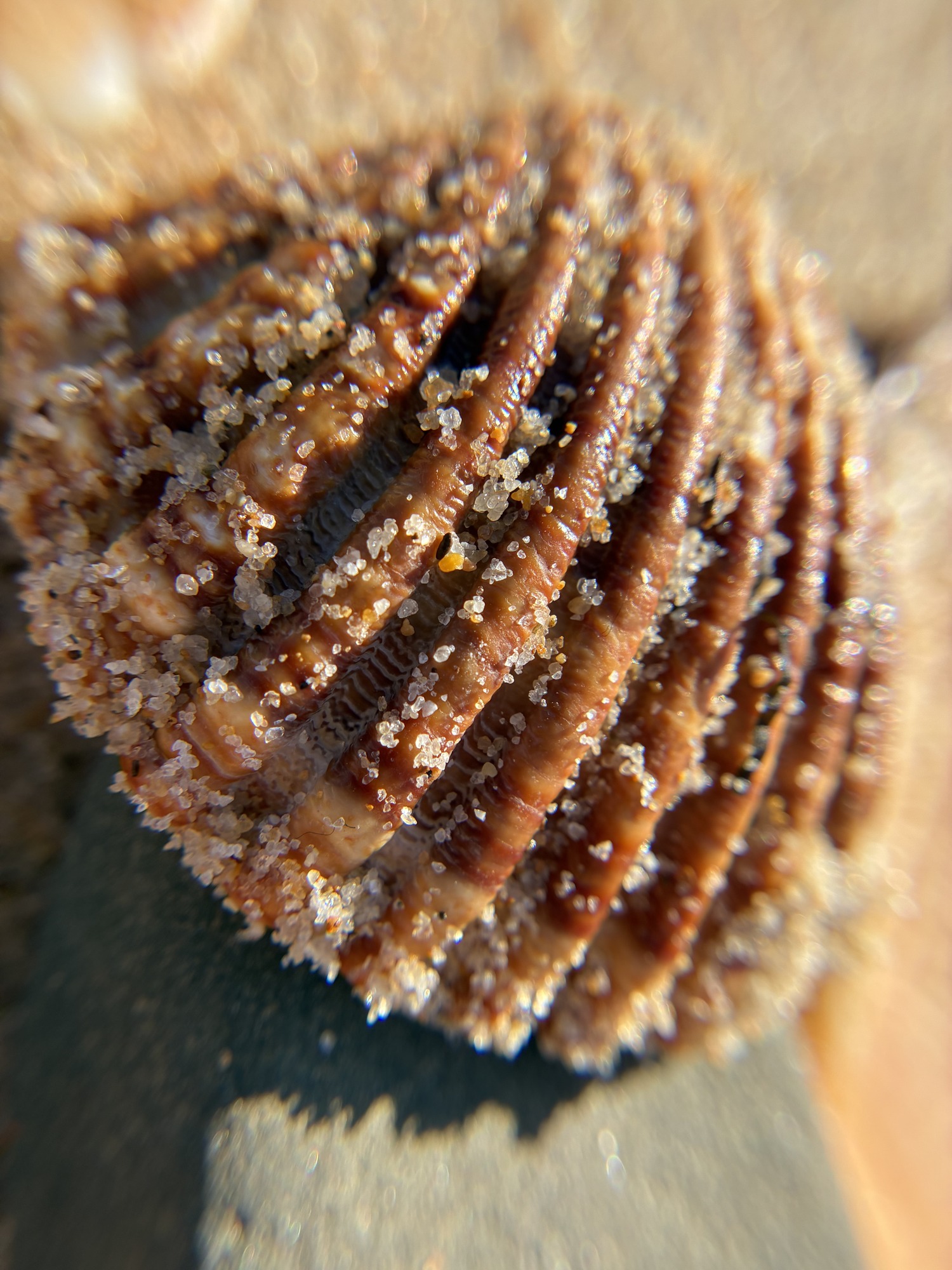 Close-up of a ridged brown seashell with grains of sand