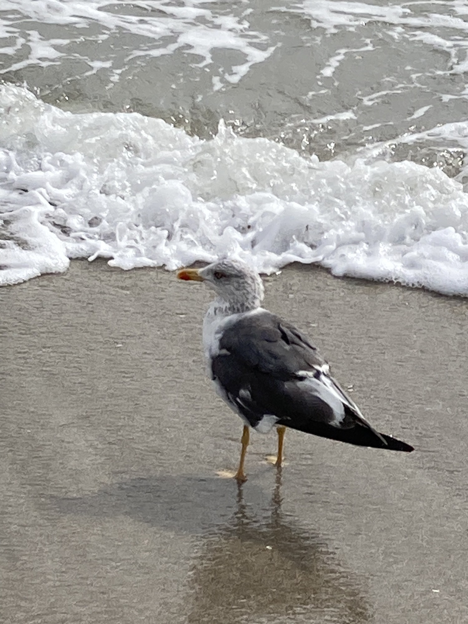A gull standing on wet sand beside foamy ocean waves