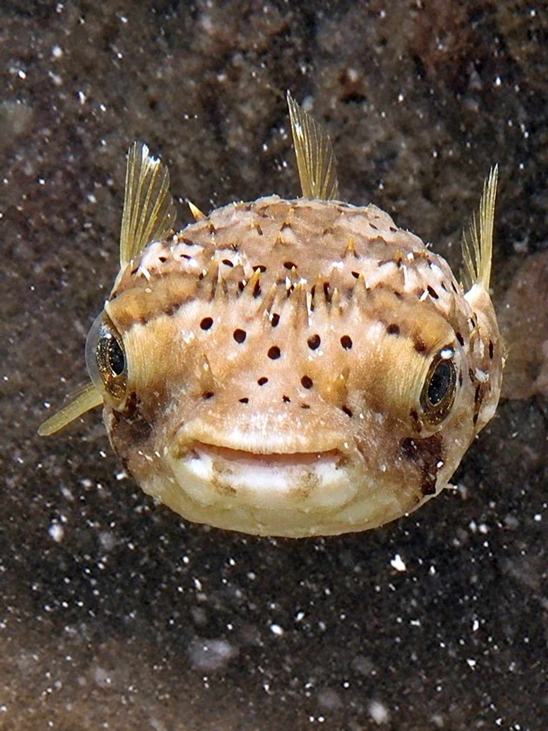 A pufferfish facing the camera