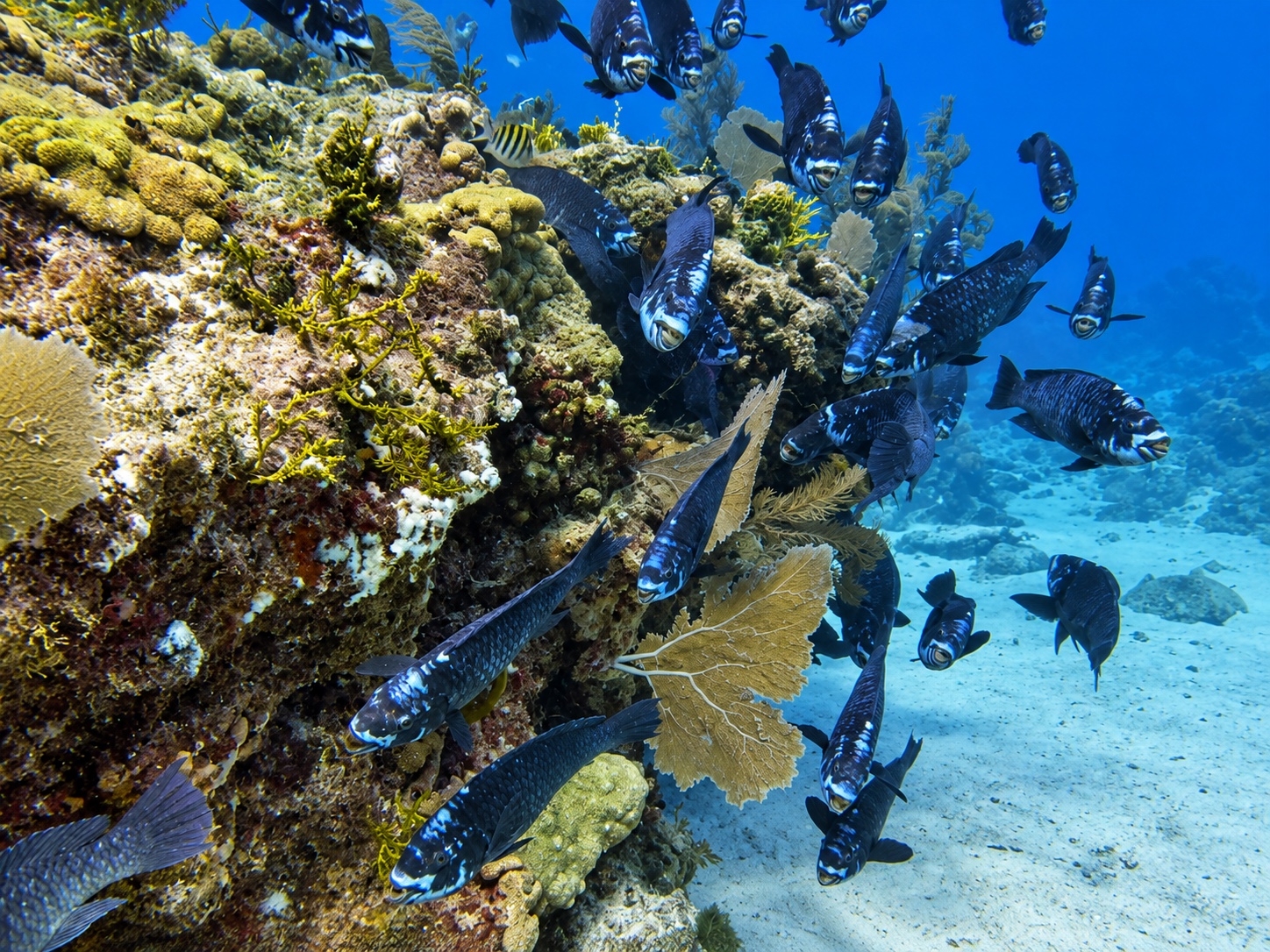 Fish schooling beside a reef