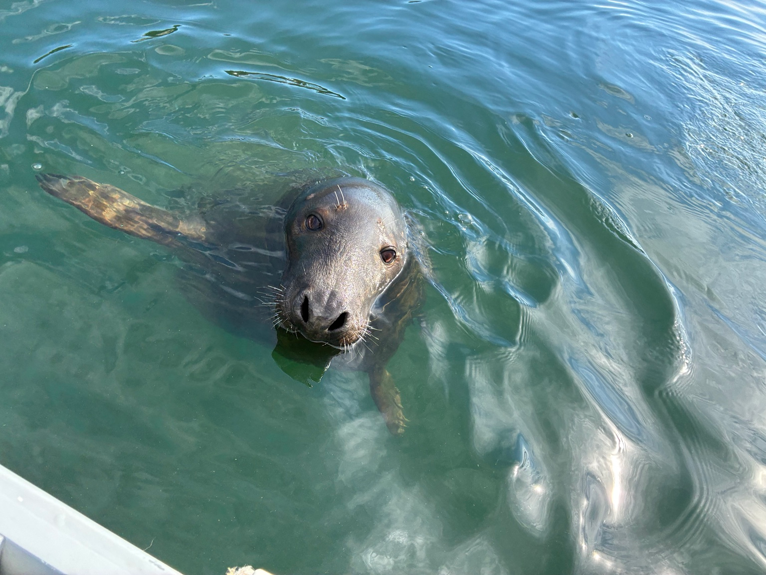 A seal looking up from the water beside a boat