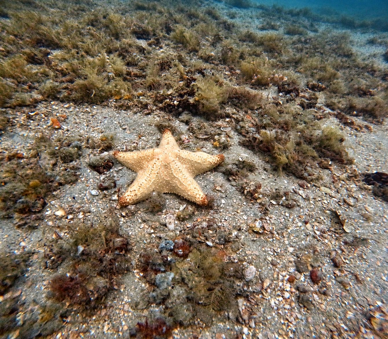 A cream starfish on the seabed
